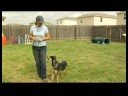 Köpek Tasma Eğitimi, Köpek Tasma Eğitimi: Dönüm Resim 3