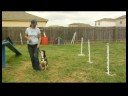 Köpek Tasma Eğitimi, Köpek Tasma Eğitimi: Serpantin Ve Şekil 8 Döner Resim 3