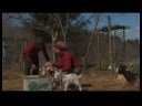 Süt Keçi Yetiştirme: Eğlence İçin Keçileri Koruma Resim 3