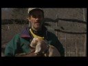 Süt Keçi Yetiştirme: Süt Keçi Yetiştiriciliği Resim 3