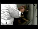 Temel Köpek Bakımı : Yeni Köpek Veteriner Sınavları Resim 3