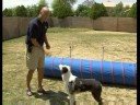 Bir Köpek Bir Tedavi Yakalamak İçin Eğitim : Köpek Hileci: Tedavi Yakalamak İçin Hazırlanıyor  Resim 4