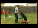 Köpek Eğitimi: Paw Numara : Köpek Eğitimi: Yüksek 5 Resim 4