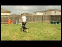 Köpek Tasma Eğitimi, Köpek Tasma Eğitimi: Sağa Dön Egzersiz Resim 4