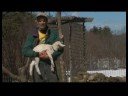 Süt Keçi Büyütmek: Keçi Yetiştirme: Emek Ve Doğum Resim 4