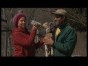 Süt Keçi Yetiştirme: Besleme Bebek Keçi Şişe Resim 4