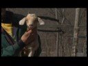 Süt Keçi Yetiştirme: Süt Keçi Yetiştiriciliği Resim 4