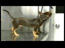 Temel Köpek Bakımı : Yeni Köpek Veteriner Sınavları Resim 4