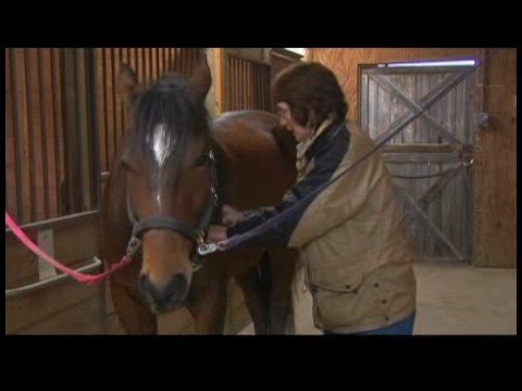 At Masaj Teknikleri: Boğaz Alanları Sıkıştırma At Masaj Yumruk