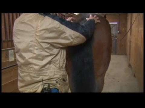 At Uzanır : Pençe At Germe İpuçları Ayı 