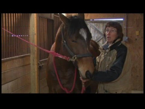 Atçılık Masaj Hazırlanışı : Atları Sakinleştirmek İçin Masaj At 
