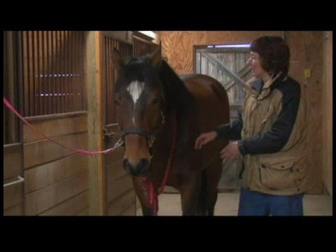 Atçılık Masaj Hazırlanışı : Masaj Tepkiler At 