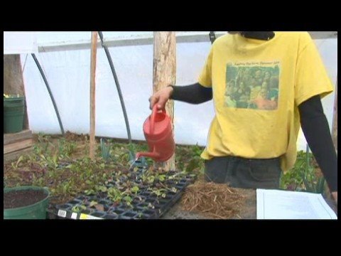 Hoop Evlerde Büyüyen Yeşiller : Hoop Evde Sulama Fidan Yetiştirme