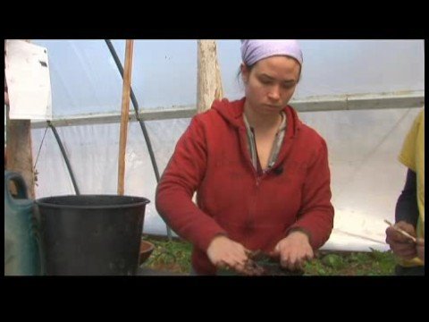 Hoop Evlerde Büyüyen Yeşiller : Hoop Evi Yeşiller İçin Tohum Tepsileri: Bölüm 2