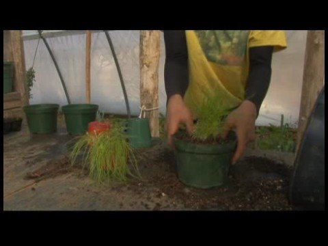 Hoop Evlerde Büyüyen Yeşiller : Soğan Dikim İçin Bahçe İpucu 