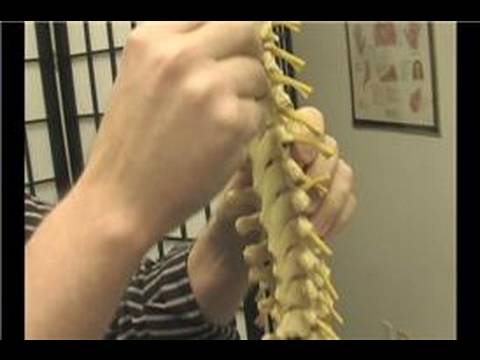 Kayropraktik Bakım İpuçları : Nasıl Spinal Anatomi Chiropractics Etkiler  Resim 1