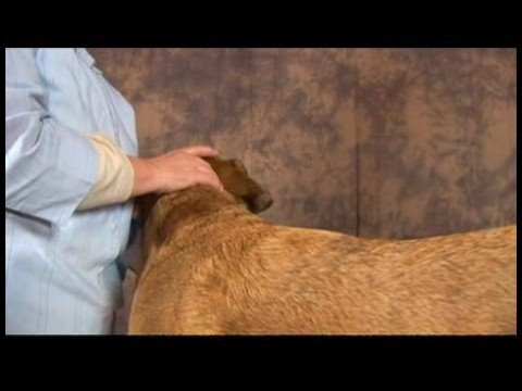 Köpek Acupressure İçin Geri Sorunlar: Köpek Acupressure İçin Geri Sorunlar: Cennet Ayağı Resim 1