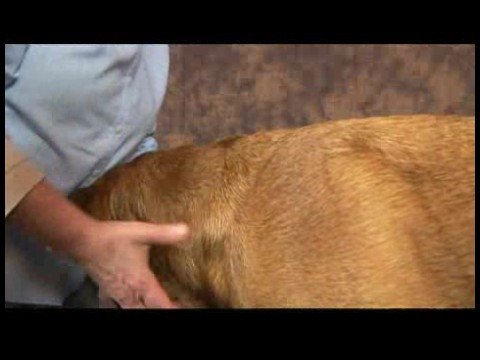Köpek Acupressure İçin Geri Sorunlar: Köpek Acupressure İçin Geri Sorunlar: Rüzgar Gölet Resim 1