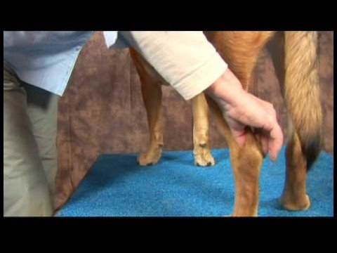 Köpek Acupressure İçin Kalça Dysplasia: Köpek Acupressure İçin Kalça Dysplasia: Kunlun Dağları