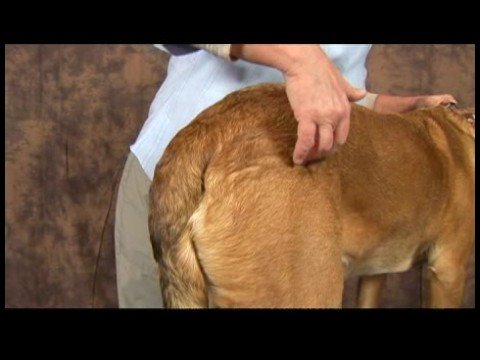 Köpek Acupressure İçin Kalça Dysplasia: Köpek Acupressure İçin Kalça Dysplasia: Sabit Dikiş Resim 1