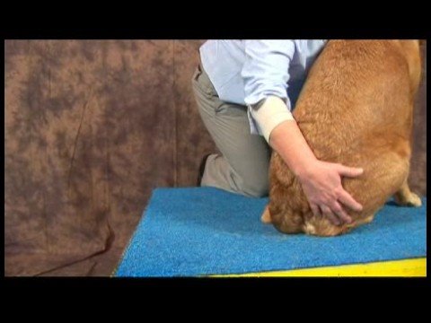 Köpek Acupressure İçin Kalça Dysplasia: Köpek Acupressure İçin Kalça Dysplasia: Sıçrama Çevreleyen Resim 1