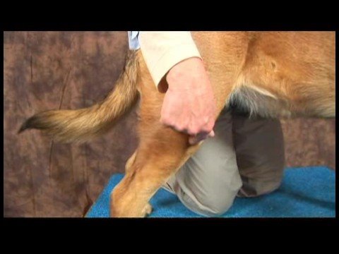 Köpek Acupressure İçin Kalça Dysplasia: Köpek Acupressure İçin Kalça Dysplasia: Yang Bahar Mezar