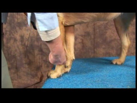 Köpek Dirsek Artrit İçin Akupunktur : Köpek Dirsek Artrit İçin Akupunktur: Büyük Uçurum Resim 1