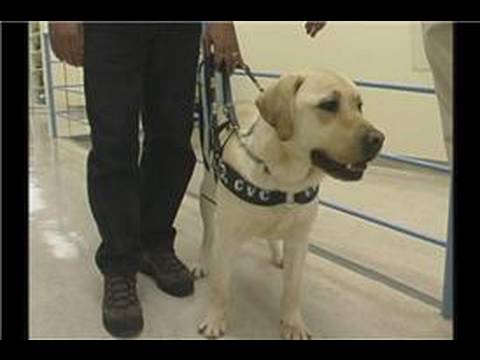 Rehber Köpek Eğitimi : Rehber Köpek Eğitimi: Erişim Ve Sınıflandırma