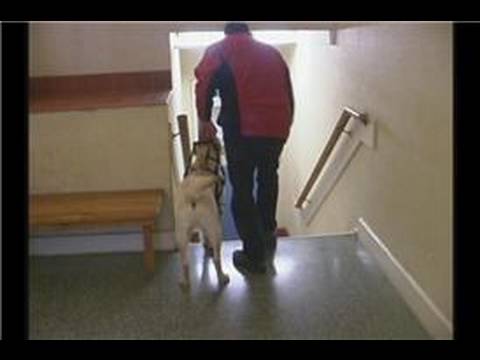 Rehber Köpek Eğitimi : Rehber Köpek Eğitimi: Merdiven