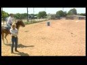 Acemi Daha Az Eğitimli Bir At İle Binicilik : At Lope Eğitim 