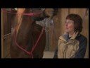 Atçılık Masaj : Atçılık Masaj Sonrası Dinlenme Atları 