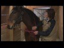 Atçılık Masaj Hazırlanışı : Hassas Atlar İçin Masaj At 