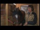 Atçılık Masaj Hazırlanışı : Masaj Temelleri At 