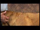 Köpek Acupressure İçin Geri Sorunlar: Köpek Acupressure İçin Geri Sorunlar: Rüzgar Gölet