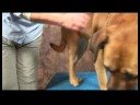 Köpek Acupressure İçin Geri Sorunlar: Köpek Acupressure İçin Geri Sorunlar: Üç Mil
