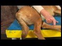 Köpek Acupressure İçin Kalça Dysplasia: Köpek Acupressure İçin Kalça Dysplasia: Büyük Dökme