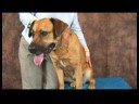Köpek Acupressure İçin Kalça Dysplasia: Köpek Acupressure Noktaları Genel Artrit İçin