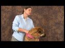 Köpek Acupressure İçin Kalça Dysplasia: Köpek Acupressure Oturumlarını Bitirme