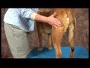 Köpek Acupressure İçin Kalça Dysplasia: Köpek Masaj İçin Kalça Dysplasia: Bacaklar