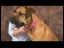 Köpek Dirsek Artrit İçin Akupunktur : Bitirme Köpek Akupunktur Seansları