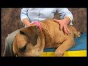 Köpek Dirsek Artrit İçin Akupunktur : Dirsek Artrit İçin Köpek Akupunktur Noktaları 