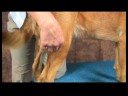Köpek Dirsek Artrit İçin Akupunktur : Dirsek Artrit İçin Köpek Akupunktur: Üç Kilometre Koşmak