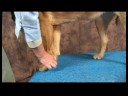 Köpek Dirsek Artrit İçin Akupunktur : Köpek Dirsek Artrit İçin Akupunktur: Büyük Uçurum