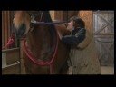 At Uzanır : Karın Germe At İpuçları Germe  Resim 3