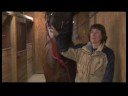 Atçılık Masaj : Atçılık Masaj Sonrası Dinlenme Atları  Resim 3