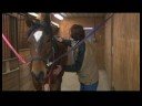 ATI Tımar Araçları : Atlar Üzerinde Dairesel Kauçuk Seyisler Kullanarak  Resim 3