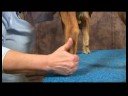 Köpek Acupressure İçin Geri Sorunlar: Köpek Acupressure İçin Geri Sorunlar: Büyük Dökme Resim 3