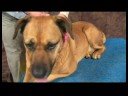 Köpek Acupressure İçin Geri Sorunlar: Köpek Acupressure İçin Geri Sorunlar: Büyük Servisi Resim 3