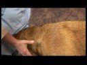 Köpek Acupressure İçin Geri Sorunlar: Köpek Acupressure İçin Geri Sorunlar: Rüzgar Gölet Resim 3