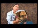 Köpek Acupressure İçin Geri Sorunlar: Köpek Acupressure Oturumlarını Bitirme Resim 3